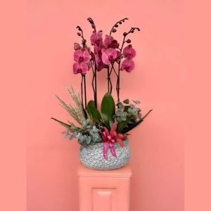  Erzurum Çiçekçiler - Orkideler