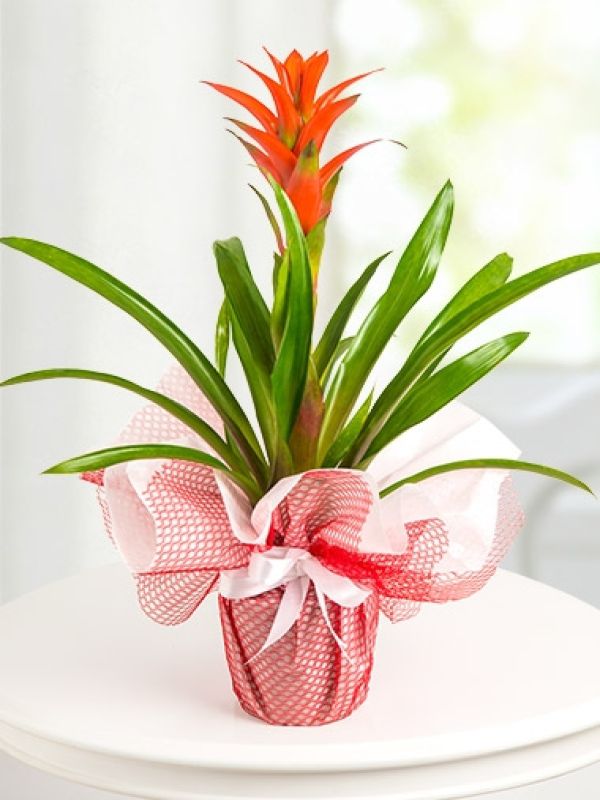  Erzurum Çiçek Siparişi - Guzmanya Ciceği