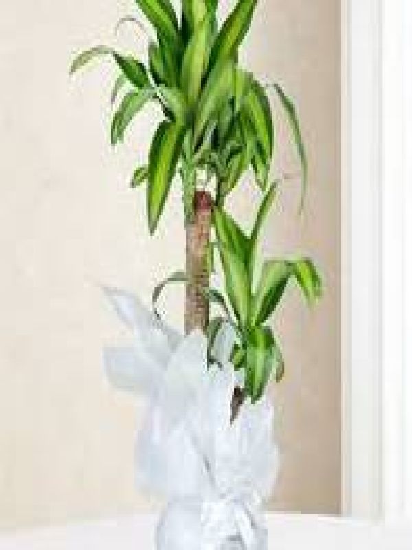  Erzurum Çiçek Siparişi - İki Dallı Masengena