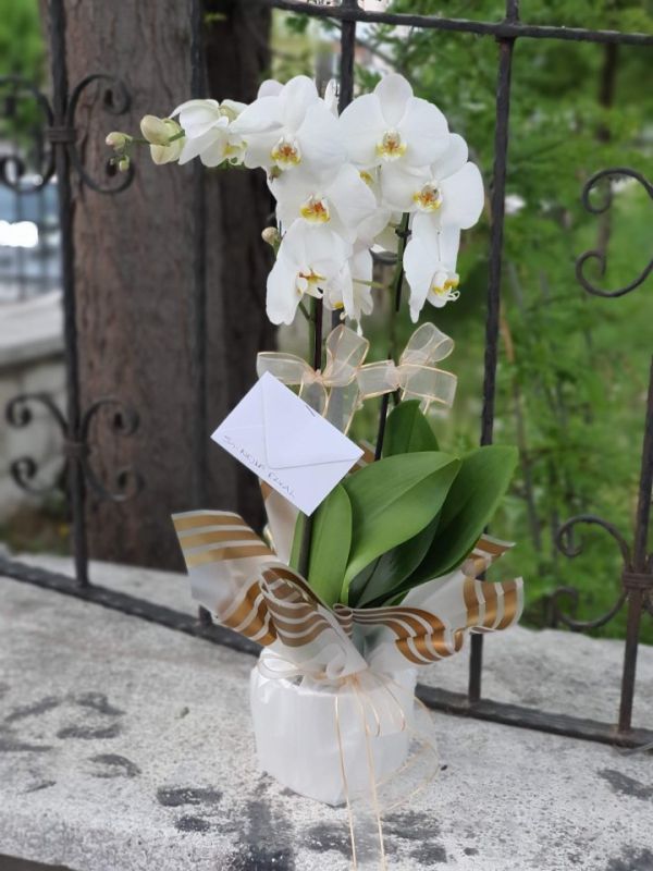  Erzurum Çiçek Siparişi - 2'Dallı Beyaz Orkide