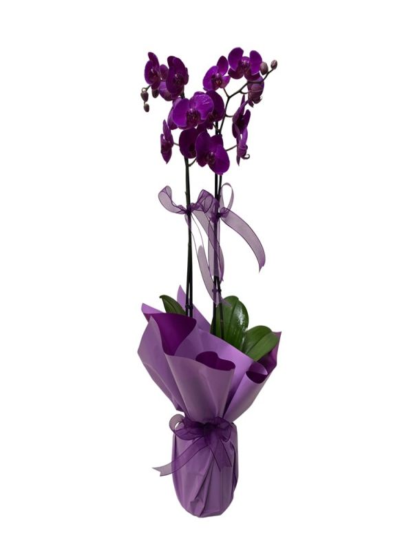 Erzurum Çiçekçi - Mor Orkide