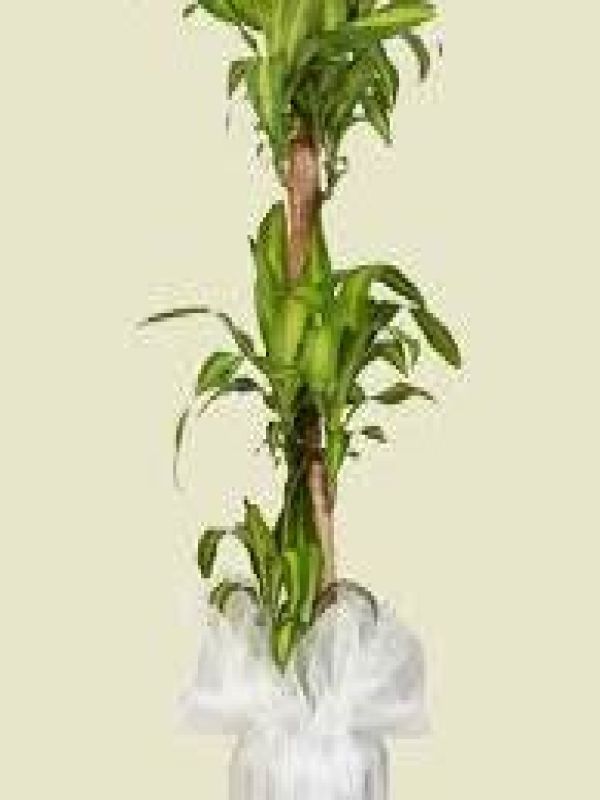  Erzurum  Çiçek - Üçlü Masengena