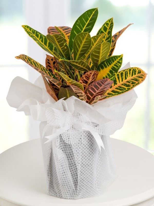 Erzurum Çiçekçi - Saksıda Craton