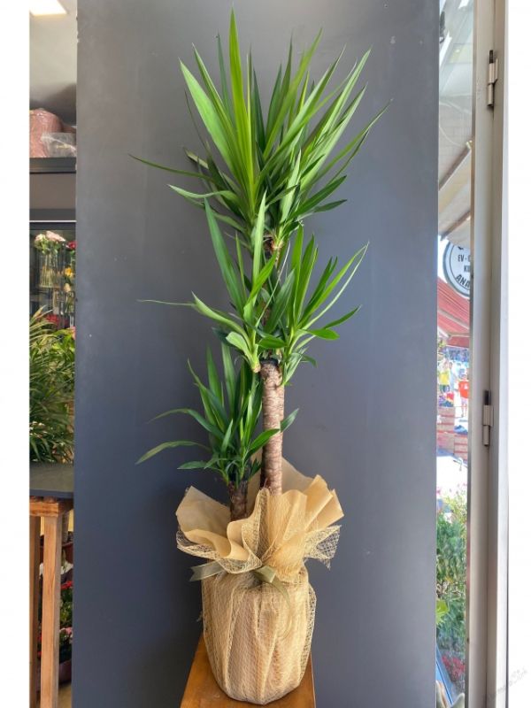  Erzurum Çiçek Gönder - Üçlü Yuka 