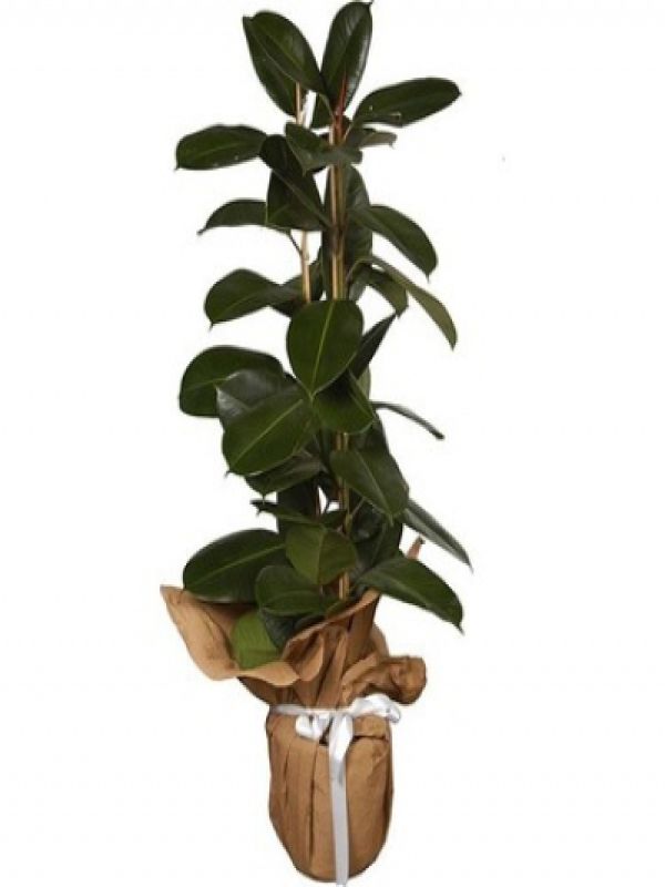  Erzurum  Çiçek - 2li Kavurcuk