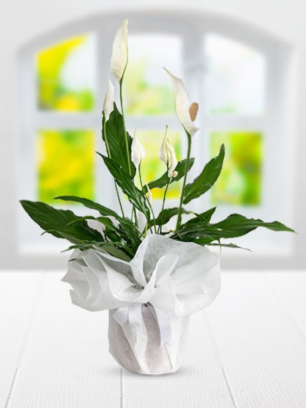  Erzurum Çiçek Siparişi - Saksıda Barış Çiçeği