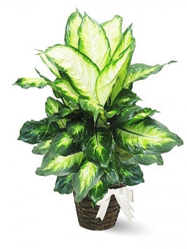  Erzurum Çiçek Gönder - Camila Yeşil