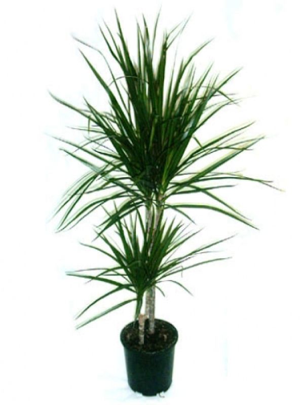  Erzurum Çiçekçiler - Saksıda Masengena 