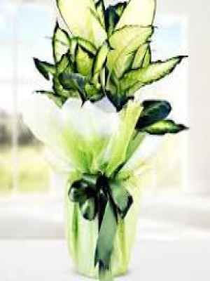  Erzurum  Çiçek - Camila 