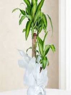  Erzurum Çiçek Siparişi - İki Dallı Masengena