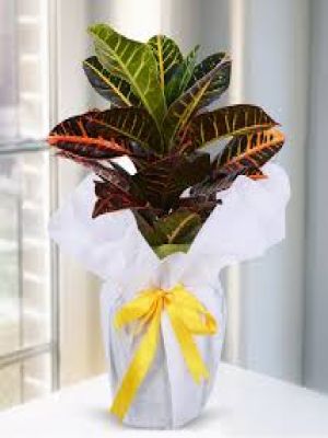  Erzurum Çiçek Siparişi - Craton