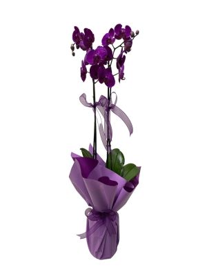 Erzurum Çiçekçi - Mor Orkide