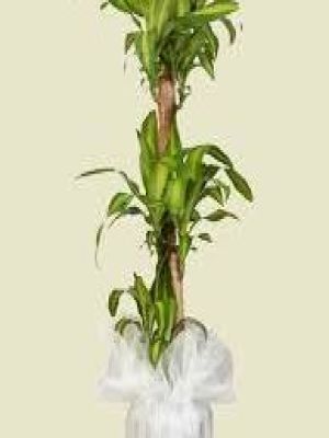  Erzurum  Çiçek - Üçlü Masengena