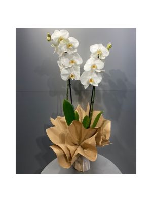  Erzurum  Çiçek - Beyaz Orkide