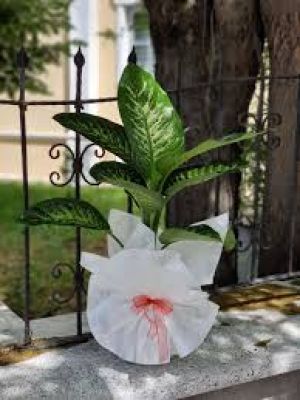  Erzurum Çiçekçiler - Küçük Boy Tropik