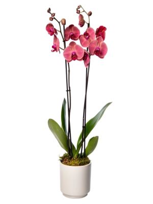 Erzurum Çiçekçi - Renkli Çiftdallı Orkide