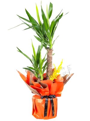  Erzurum  Çiçek - Saksıda 2li Yuka