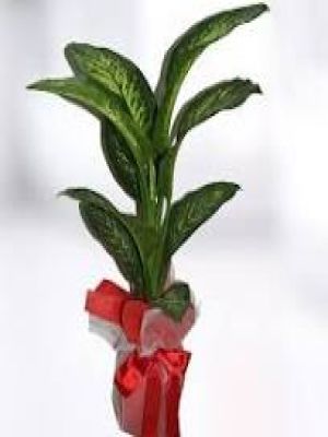  Erzurum Çiçek Gönder - Büyük Boy Tropik