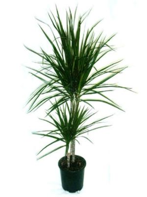  Erzurum Çiçekçiler - Saksıda Masengena 